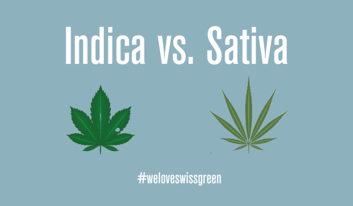 Wissen über die Cannabispflanze Indica und Sativa